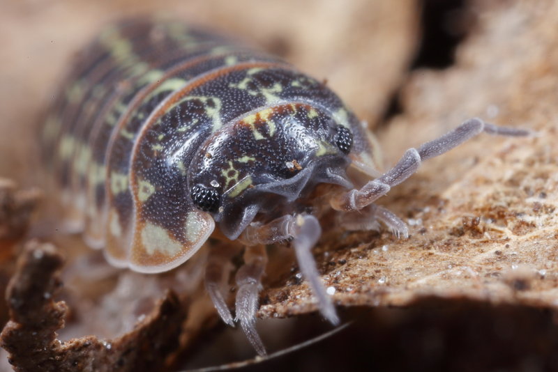 Pill Woodlouse, Armadillidium pictum