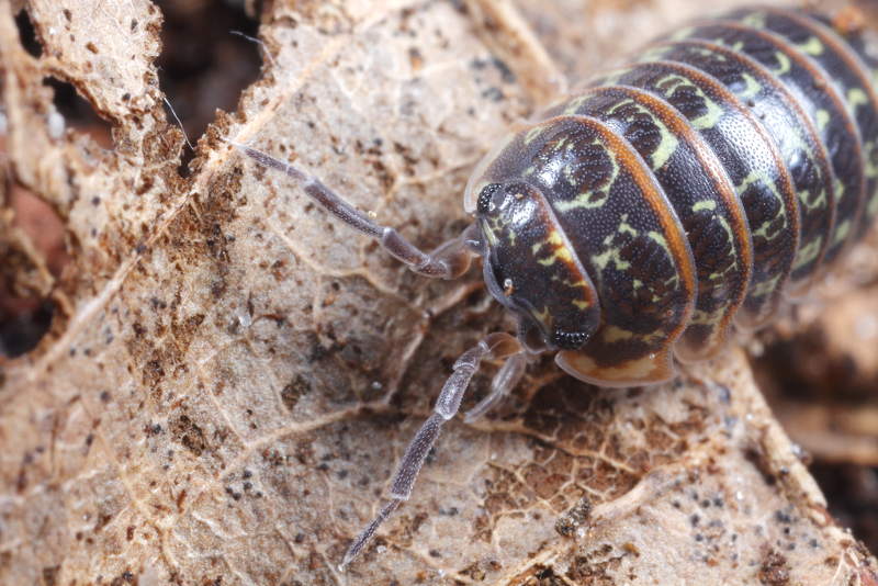 Pill Woodlouse, Armadillidium pictum