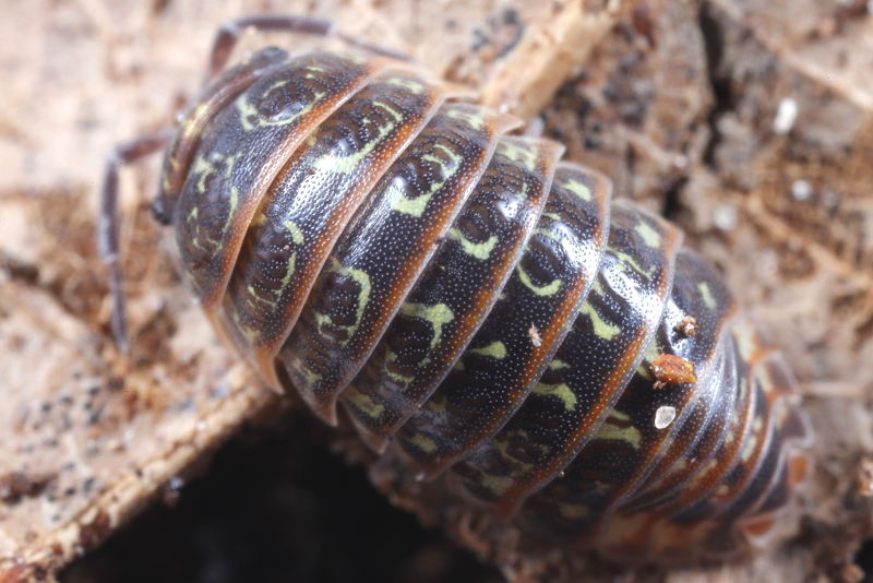 Pill Woodlouse, Armadillidium pictum