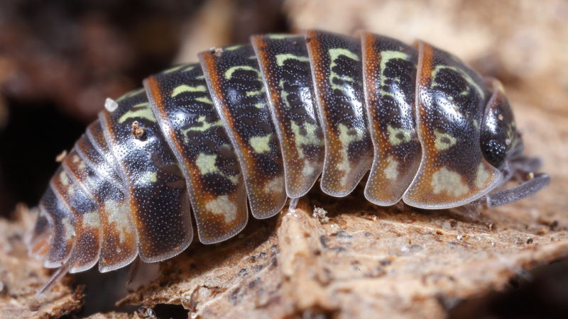 Pill Woodlouse, Armadillidium pictum