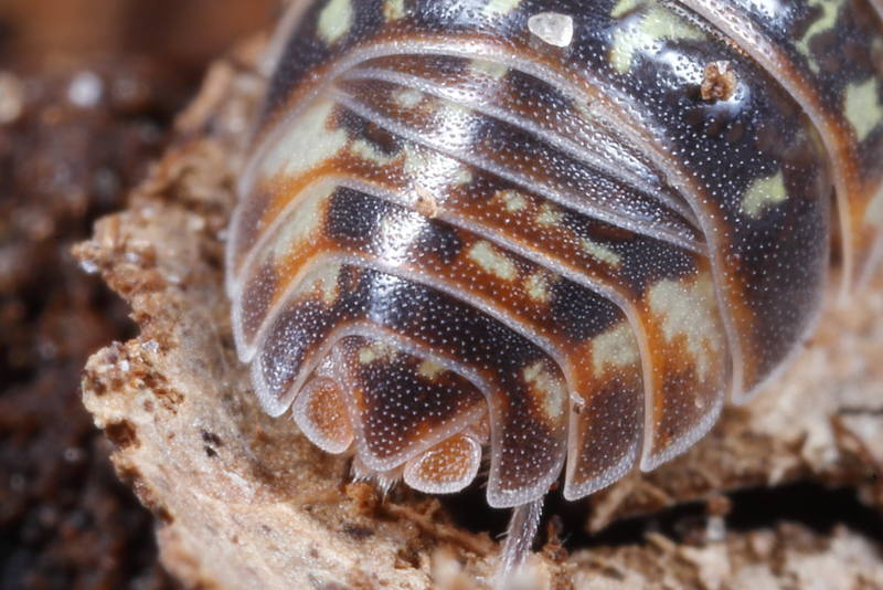 Pill Woodlouse, Armadillidium pictum