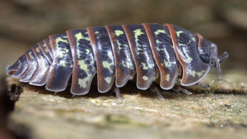 Pill Woodlouse, Armadillidium pictum