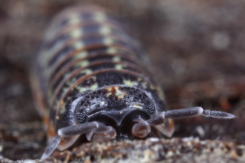 Pill Woodlouse, Armadillidium pulchellum