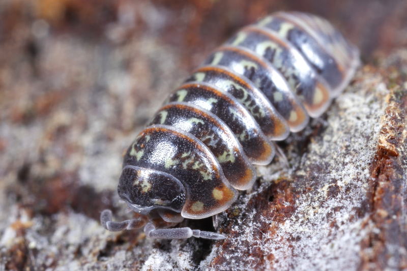 Pill Woodlouse, Armadillidium pulchellum