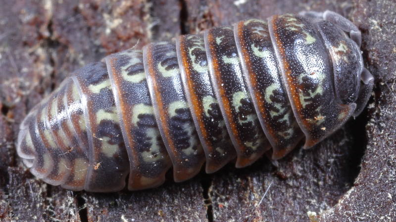 Pill Woodlouse, Armadillidium pulchellum