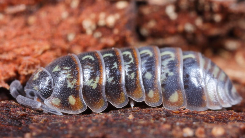 Pill Woodlouse, Armadillidium pulchellum