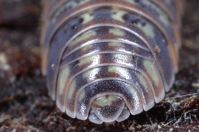 Pill Woodlouse, Armadillidium pulchellum