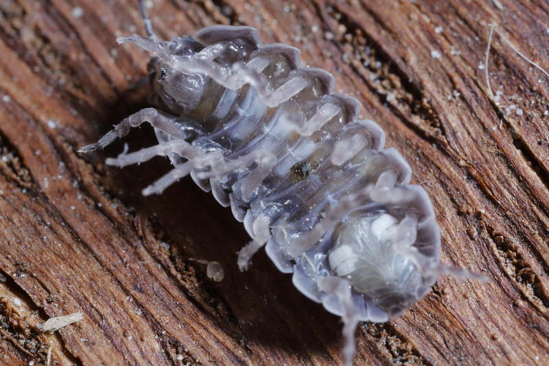 Common Pill Woodlouse, Armadillidium vulgare
