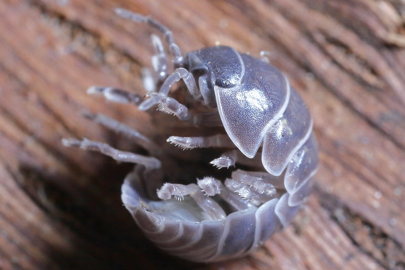Common Pill Woodlouse, Armadillidium vulgare