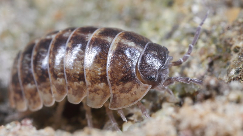 Common Pill Woodlouse, Armadillidium vulgare