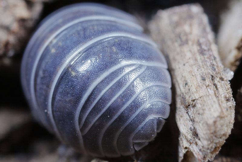 Common Pill Woodlouse, Armadillidium vulgare