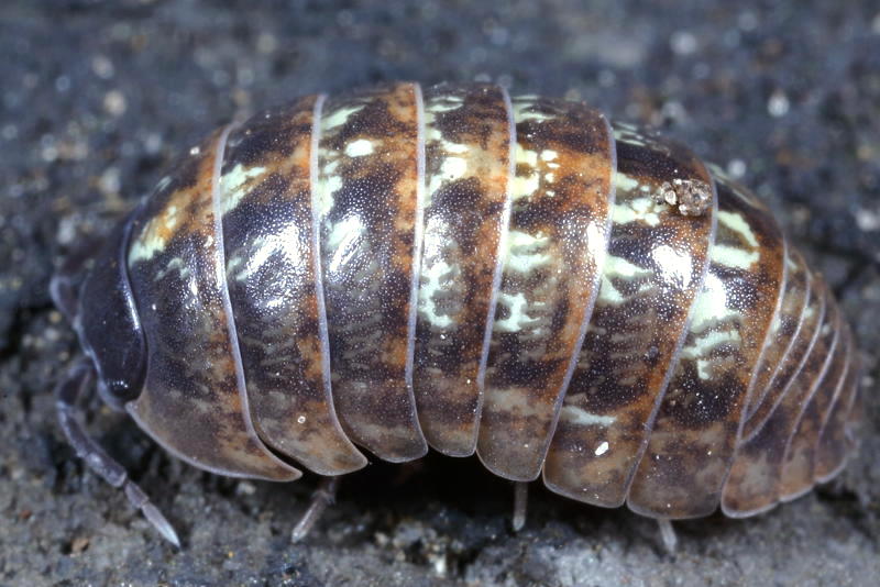 Common Pill Woodlouse, Armadillidium vulgare