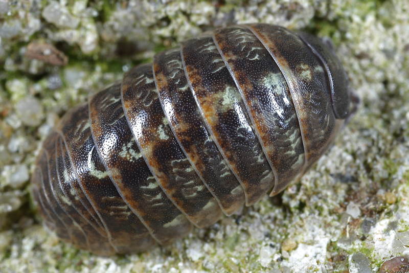 Common Pill Woodlouse, Armadillidium vulgare