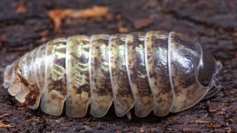 Common Pill Woodlouse, Armadillidium vulgare