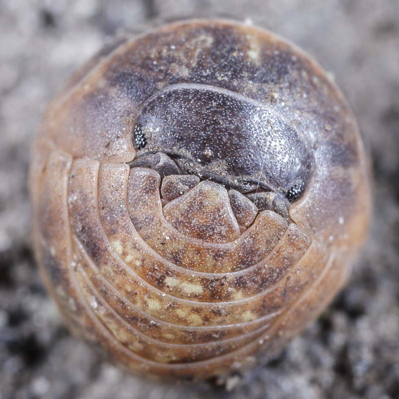 Common Pill Woodlouse, Armadillidium vulgare
