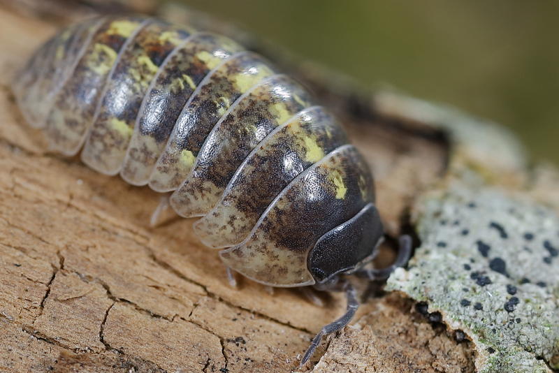 Common Pill Woodlouse, Armadillidium vulgare