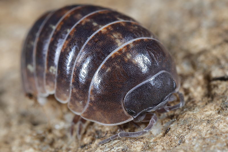 Gewone Oprolpissebed, Armadillidium vulgare