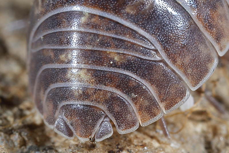 Gewone Oprolpissebed, Armadillidium vulgare