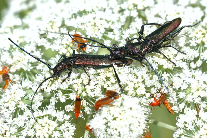 Muskusboktor, Aromia moschata