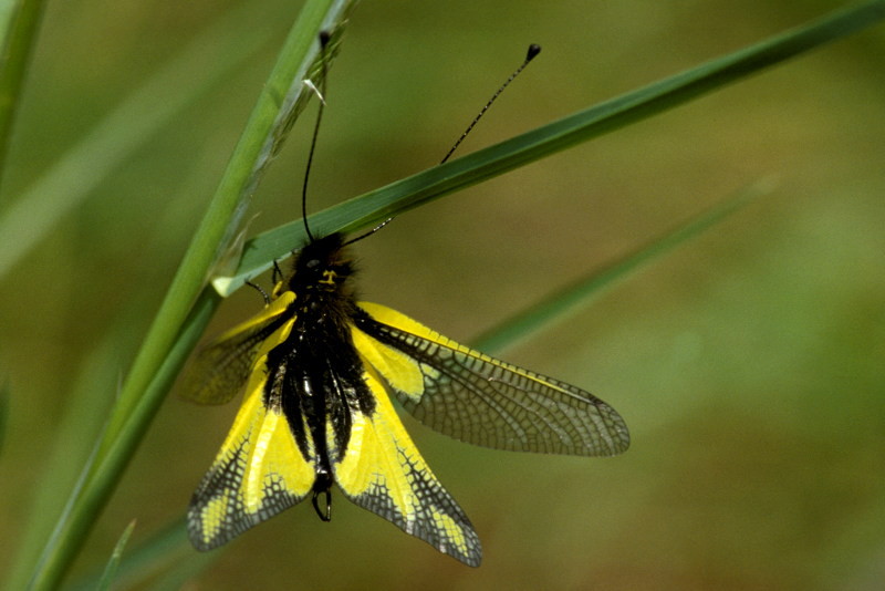 Libelloides coccajus, vlinderhaft