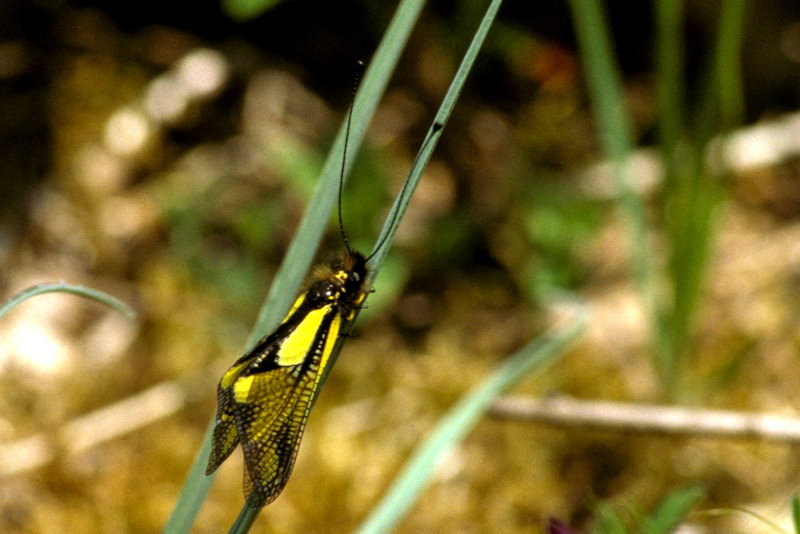 Libelloides coccajus, vlinderhaft