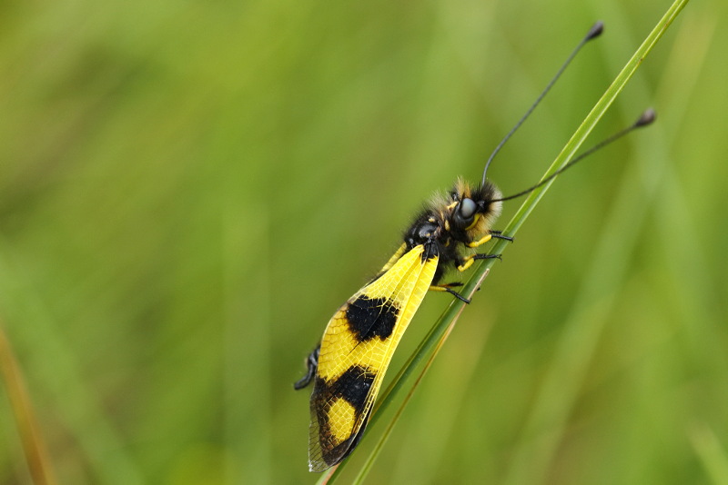 Libelloides macaronius, vlinderhaft