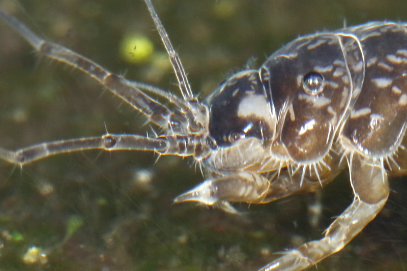Two-spotted Waterlouse, Asellus aquaticus