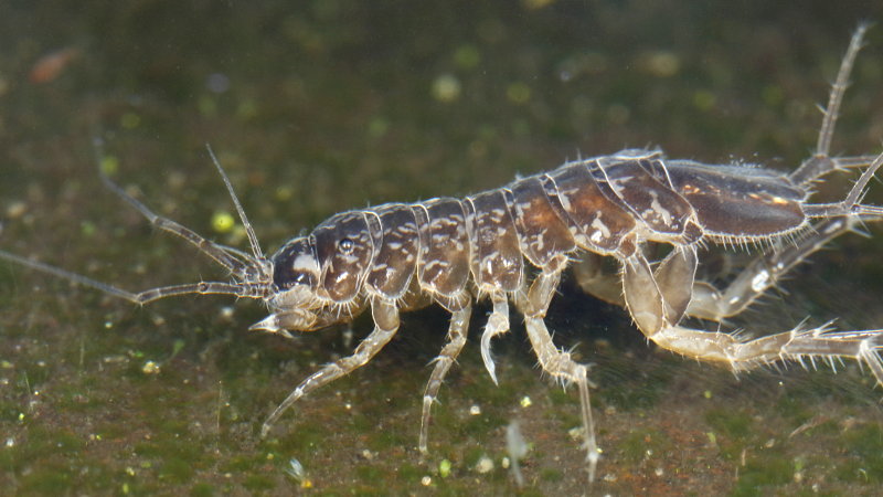 Two-spotted Waterlouse, Asellus aquaticus