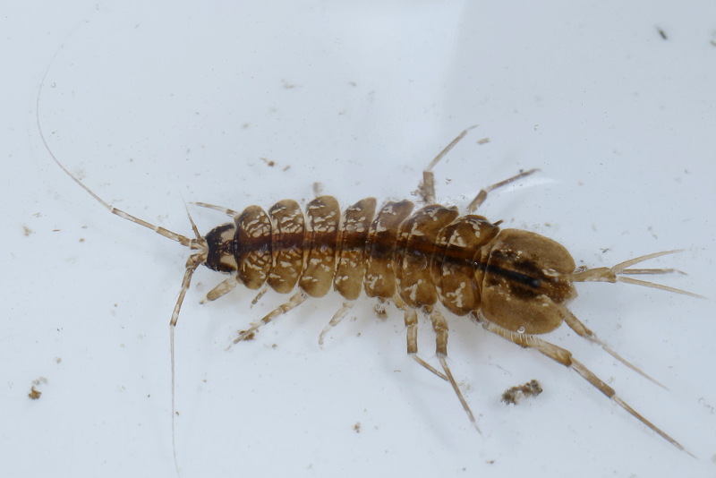 Two-spotted Waterlouse, Asellus aquaticus