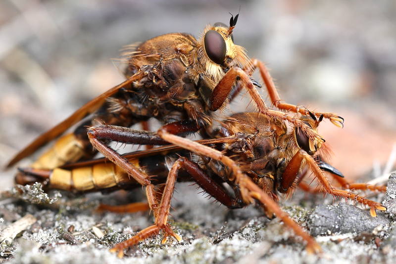 Hoornaarroofvlieg, Asilus crabroniformis