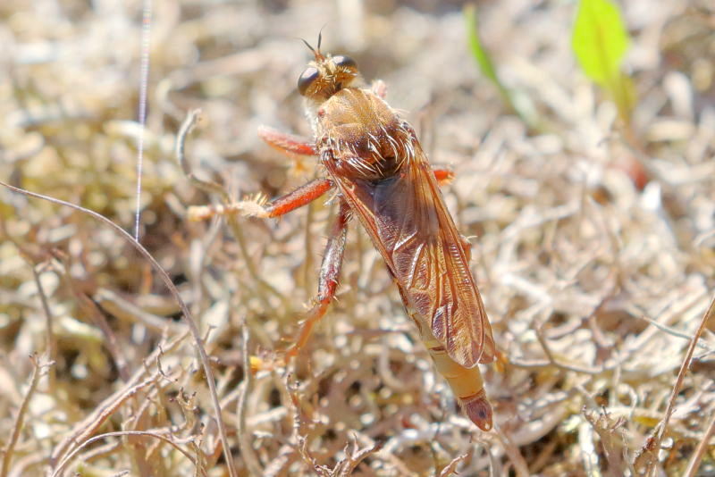 Hoornaarroofvlieg, Asilus crabroniformis &male;