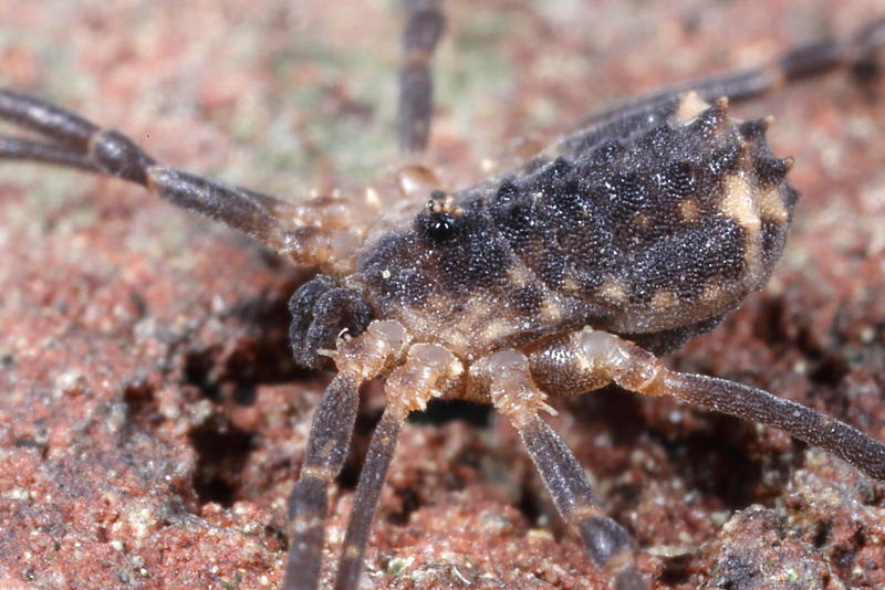 Astrobunus laevipes