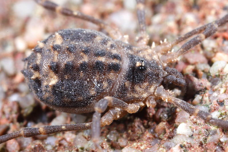 Astrobunus laevipes