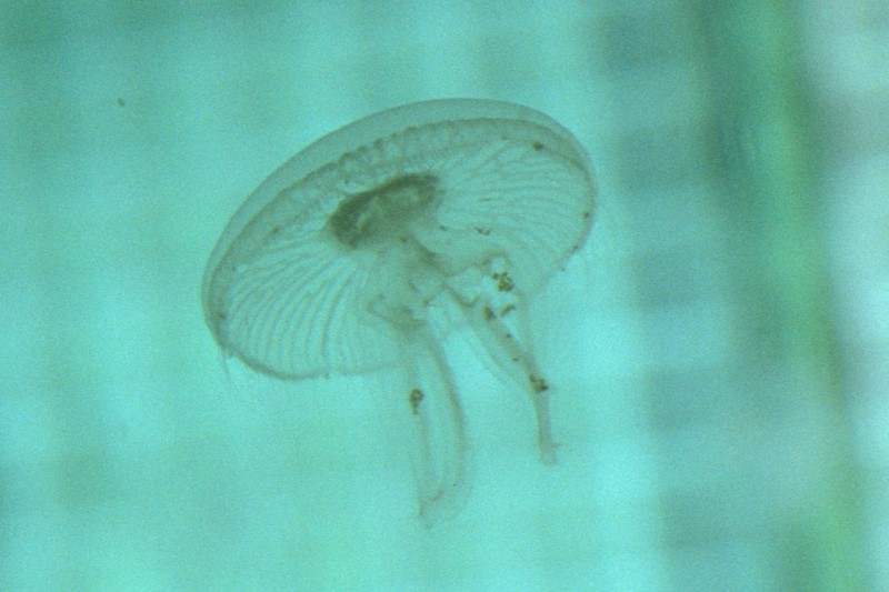 Aurelia aurita