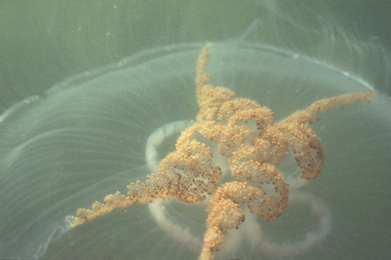 Aurelia aurita with eggs