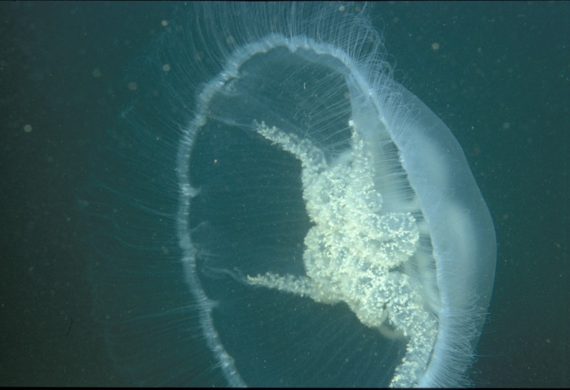 Aurelia aurita with eggs