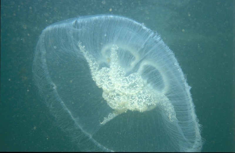 Aurelia aurita with eggs