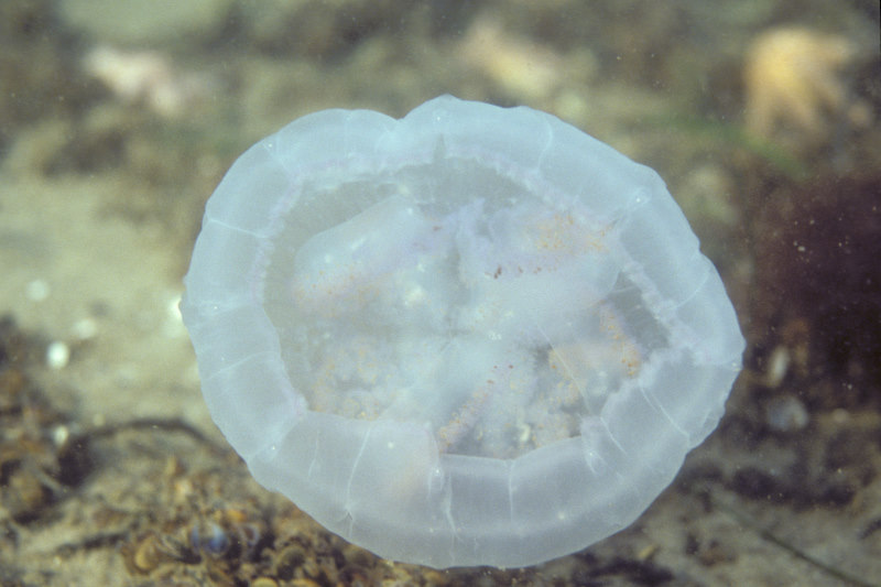 Aurelia aurita on the bottom