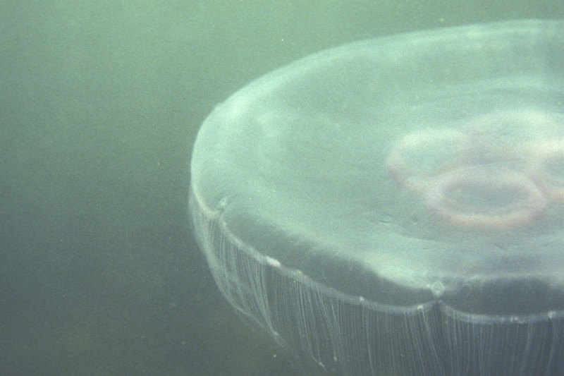 Aurelia aurita