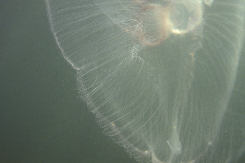 Aurelia aurita
