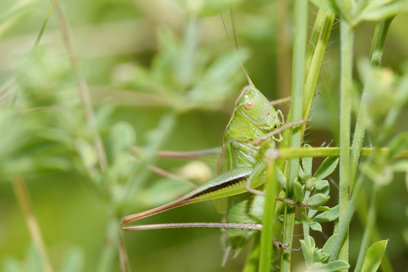 Lichtgroene Sabelsprinkhaan, Bicolorana bicolor, ♂