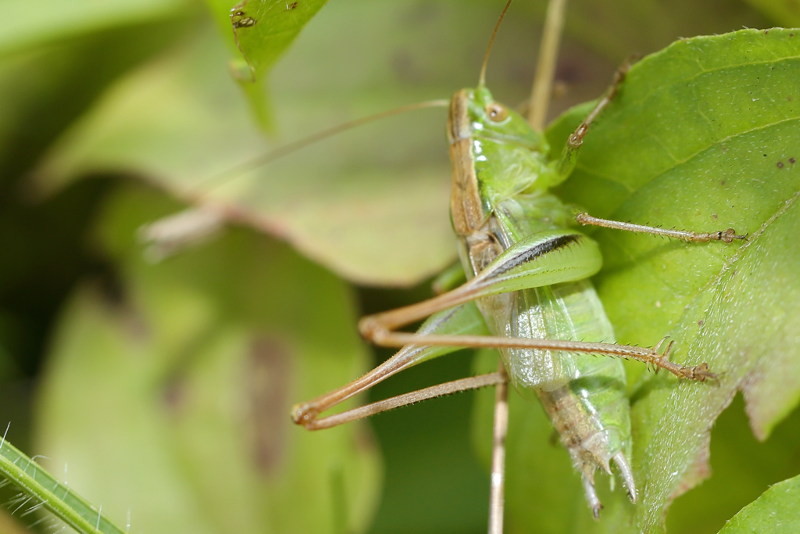 Lichtgroene Sabelsprinkhaan, Bicolorana bicolor, ♂