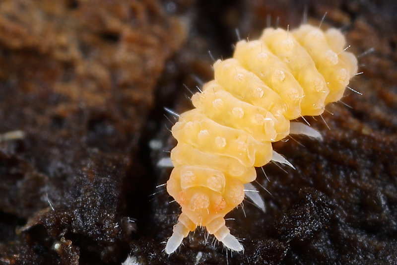 Bilobella aurantiaca of Bilobella braunerae