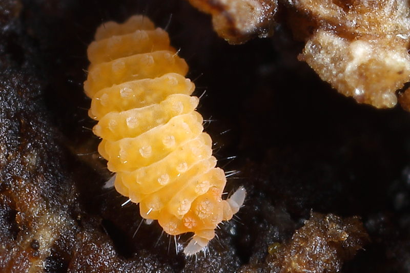 Bilobella aurantiaca of Bilobella braunerae