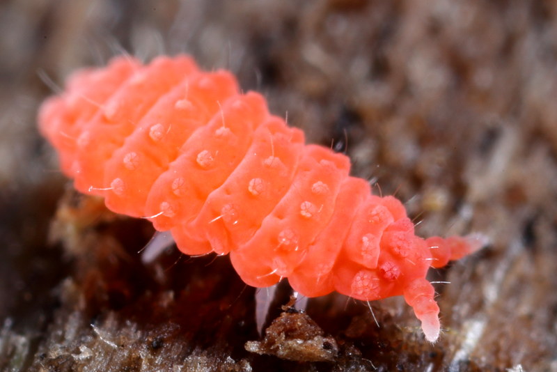 Bilobella braunerae