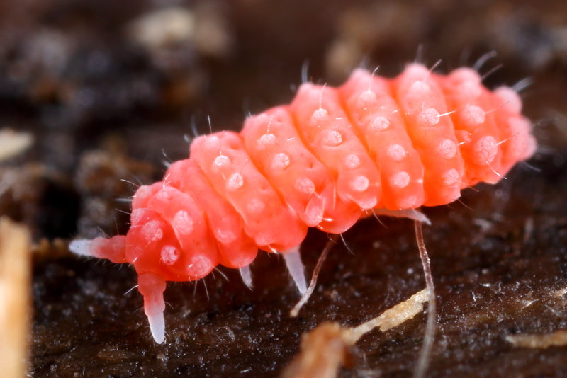 Bilobella braunerae