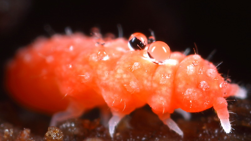 Bilobella braunerae met waterdruppels