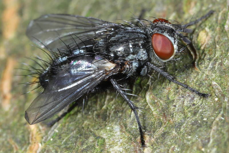 Blondelia nigripes ♀