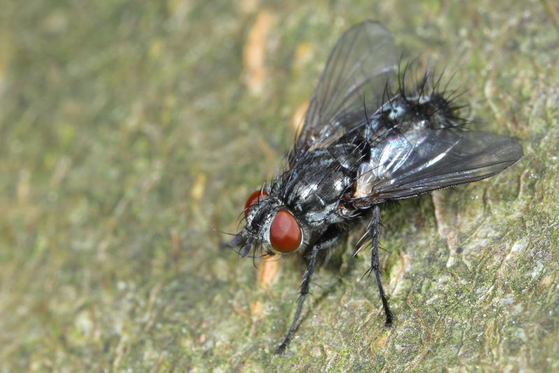 Blondelia nigripes ♀