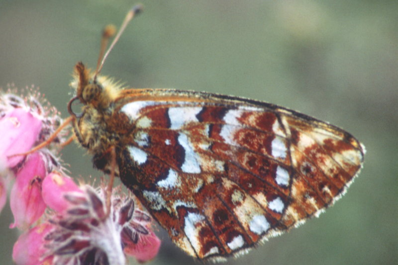 Veenbesparelmoervlinder, Boloria aquilonaris (NL)